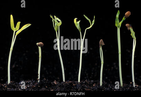 Piantine di acqua spinaci (KANGKONG) IPOMOEA AQUATICA Foto Stock