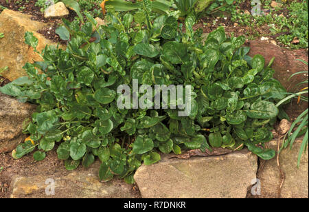 COLTIVAZIONE DI CRESS DI ALTOPIANO (BARBAREA VERNA) IN UN GIARDINO ROCCIOSO. NOTO ANCHE COME RAZZO INVERNALE, CRESS INVERNALE O EARLY YELLOWROCKET. AUSTRALIA. Foto Stock