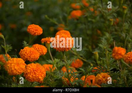 Vista ravvicinata di qualche bel giallo Tagetes Erecta o popolarmente noto come calendula fiori con foglie e la sfocatura sullo sfondo Foto Stock