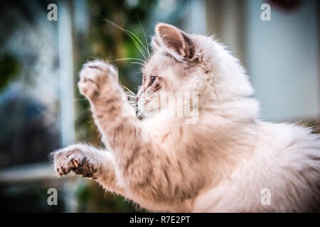 Quismet il gattino Foto Stock