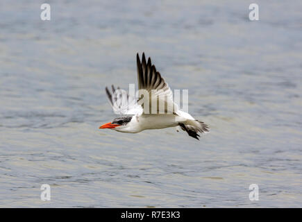 I capretti Caspian tern ( Hydroprogne caspia) Foto Stock