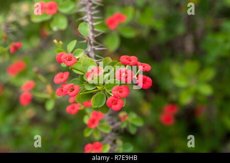 La corona di spine, Kristi törnekrona (Euphorbia Milii) Foto Stock