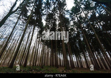 Il Hallerbos in inverno Foto Stock