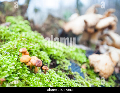 Chiudere il gruppo di funghi in Hallerbos. Immagine da un pomeriggio midwinter. Foto Stock