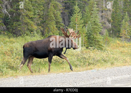 Alci maschio sulla strada a Kananaskis country, Canada Foto Stock