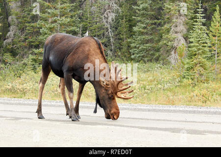 Alci maschio sulla strada a Kananaskis country, Canada Foto Stock