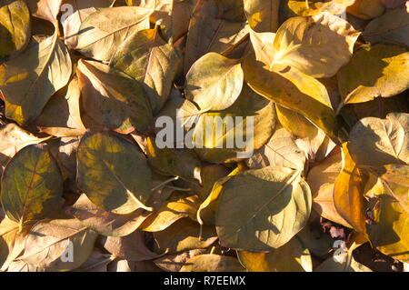 Lascia caduto e soffiata dal vento durante l'autunno e l'inverno. Foglie di colore marrone di alberi di persimmon Foto Stock