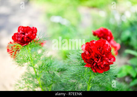 Rosso peonia fiori coltivati su una stretta-lasciava in giardino letto floreale. Nome latino è Paeonia tenuifolia. Sfondo. Foto Stock