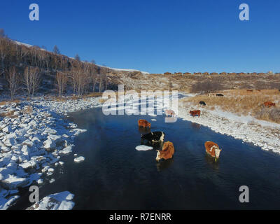 Arxan. Il 9 dicembre, 2018. Foto aerea adottate il 9 dicembre 2018 mostra le vacche di bere nel fiume Halha in Arxan, nel nord della Cina di Mongolia Interna Regione Autonoma. Nonostante il freddo intenso in inverno, una sezione del fiume Halha in Arxan non è mai congelato a causa delle fonti geotermiche nelle vicinanze. Credito: Zou Yu/Xinhua/Alamy Live News Foto Stock