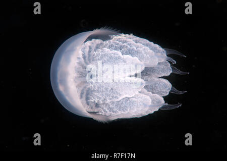 Canna meduse o Pattumiera con coperchio (Medusa Rhizostoma pulmo), Mar Nero, Crimea, Ucraina Foto Stock
