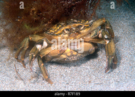 Il verde Mediterraneo granchio (Carcinus mediterraneus), di corteggiamento, Mar Nero, Crimea, Ucraina Foto Stock