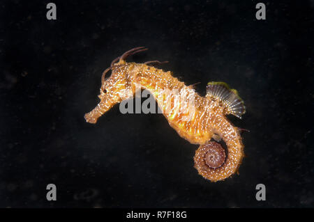 A breve snouted Seahorse (Hippocampus hippocampus), Mar Nero, Crimea, Ucraina Foto Stock