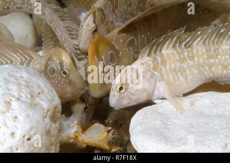 Peacock Blennies (Salaria pavo) in lotta per il cibo, Mar Nero, Crimea, Ucraina Foto Stock