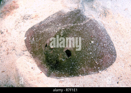 Stingray comune (Dasyatis pastinaca), Mar Nero, Crimea, Russia Foto Stock