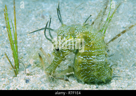 A breve snouted Seahorse (Hippocampus hippocampus), Mar Nero, Crimea, Russia Foto Stock