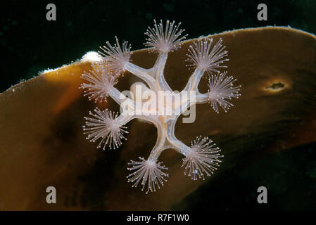 Sgambate Medusa (Lucernaria quadricornis), Mare Bianco, Carelia, Russia Foto Stock