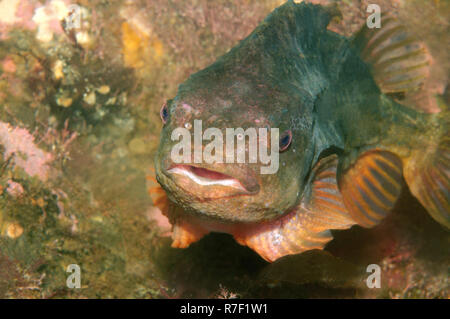 Lumpsucker o Ciclottero (Cyclopterus lumpus), Mare Bianco, Carelia, artiche, Russia Foto Stock
