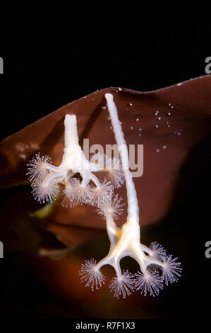 Sgambate Medusa (Lucernaria quadricornis), Mare Bianco, Carelia, Russia Foto Stock