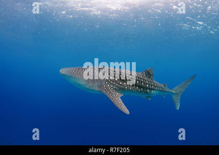 Squalo balena (Rhincodon typus), Bohol Sea, Cebu, Filippine Foto Stock