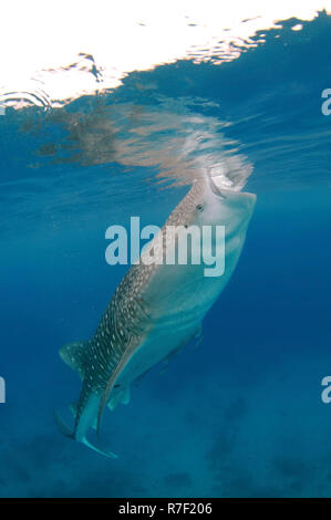 Squalo balena (Rhincodon typus), Bohol Sea, Cebu, Filippine Foto Stock