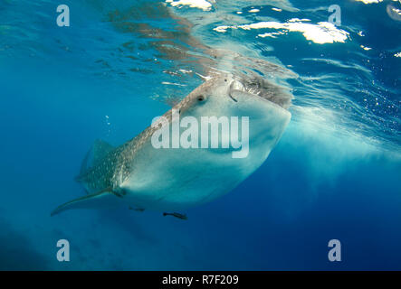 Squalo balena (Rhincodon typus), Bohol Sea, Cebu, Filippine Foto Stock