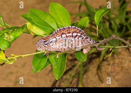 Tappeto (Chameleon Furcifer lateralis), femmina, Madagsacar Foto Stock