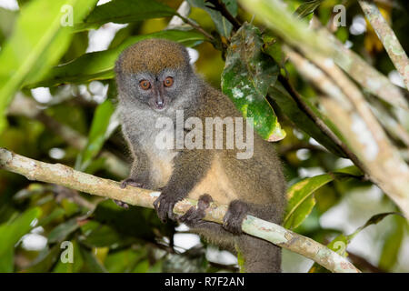 Minore orientale Bamboo Lemur (Hapalemur griseus), Andasibe-Mantadia Parco nazionale del Madagascar Foto Stock