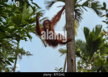 Bornean Orangutan (Pongo pygmaeus), capretti su un albero, Singapore Foto Stock