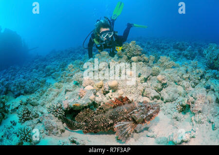 Sommozzatore guardando Tassled Scorfani (Scorpaenopsis oxycephala), Mar Rosso, Egitto Foto Stock