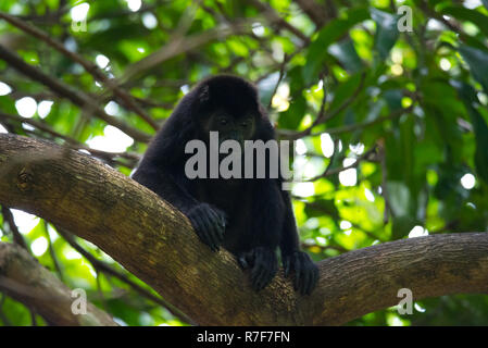 Nero scimmia urlatrice, genere Alouatta monotypic nella sottofamiglia Alouattinae, uno dei più grandi del Nuovo Mondo scimmie, poggia su una succursale nel suo habitat. Foto Stock