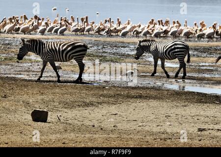 Una foto di una zebra in Kenya Foto Stock