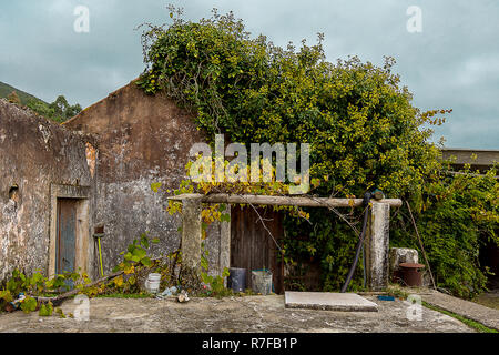 Facciata di una vecchia casa contadina, quasi coperto con piante Foto Stock