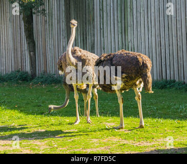 Il gruppo di donne comuni di struzzi in piedi in erba insieme, grandi uccelli flightless dall'africa Foto Stock