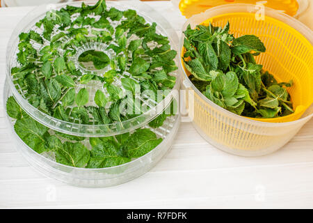 Menta fresca erba foglia sul tavolo bianco. Vista dall'alto, le foglie di menta vicino. Essiccazione di menta. Foto Stock