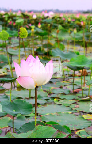 Campo di fioritura fiore di loto in Cambogia Foto Stock
