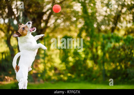 Cane jumping alta per la cattura di un giocattolo palla rossa Foto Stock