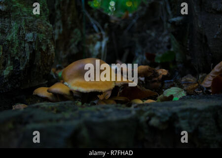 Una famiglia di piccoli funghi su un albero basso Germania Foto Stock