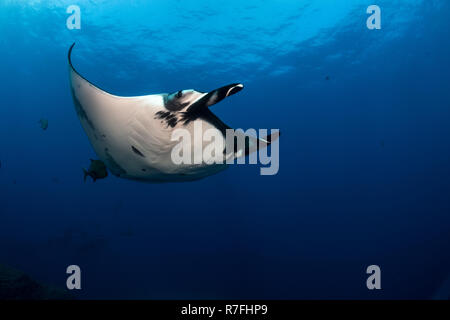 Un gigante di manta pelagiche nel blu dell'oceano pacifico. Underwaterphotogray catturata a El caldaia, Isla San Benedicto - Revillagigedo arcipelago. Foto Stock