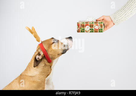 Cane in corna di renne ottiene un presente dall'uomo. Dare un regalo di Natale per un concetto di pet Foto Stock