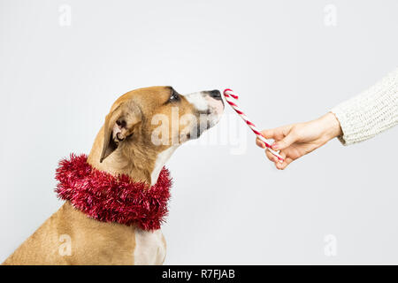 Cane in orpelli natalizi sciarpa ottiene un candy cane trattare da uomo. Dare un regalo di Natale per un concetto di pet Foto Stock