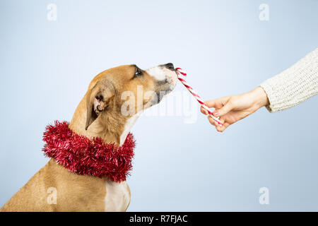 Distribuzione dei regali di Natale del concetto. Mano umana dà candy cane per un cane Foto Stock
