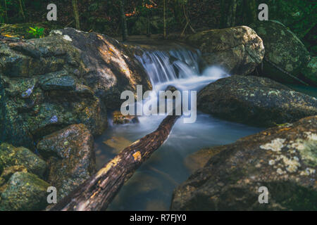 Il vecchio albero di umore in cascata Phaeng Koh Phangan Thailandia Surat Thani Foto Stock