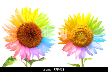 Due campi di girasoli con petali dipinte in colori diversi. Isolato su sfondo bianco Foto Stock