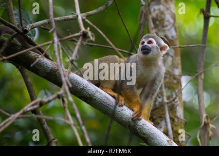 Scimmia di scoiattolo seduto nella giungla canpoy, Amazon, Ecuador, 2018 Foto Stock