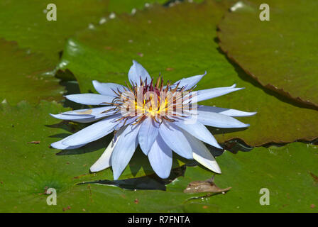 Acqua Giglio Fiore (Nymphaea) presso lo zoo di Calgary, Alberta, Canada Foto Stock