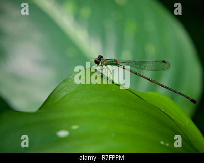 Dettagliato di close-up di una libellula arroccato su una foglia in una foresta pluviale tropicale in Brasile. Foto Stock