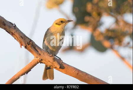Un grigio-fronteggiata Honeyeater, Lichenostomus plumulus, arroccato in una fioritura di bargiglio tree, Western Queensland, Australia Foto Stock