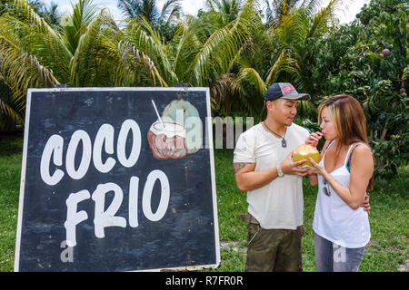 Miami Florida,DAVIE,Bob Roth's New River Grove,stand di frutta sulla strada,prodotti locali,cartello,cocco frio,lingua spagnola,bilingue,acqua fredda di cocco,Asiatica Foto Stock