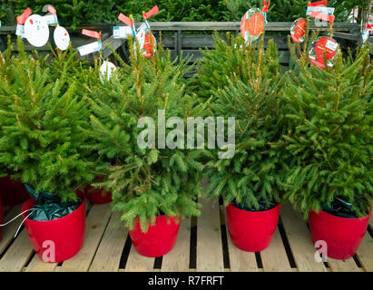 Pot Nordman cresciuto o Caucasian abeti Abies Nordmannia in un garden center per la vendita a Natale Foto Stock