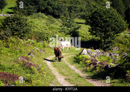 Vista di vacche su una strada ad alta altopiano. L'immagine è catturata a Trabzon/Rize area della regione del Mar Nero si trova a nord-est della Turchia. Foto Stock